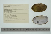 Strophitus undulatus image