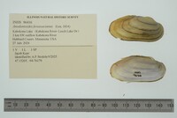 Anodontoides ferussacianus image