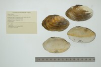 Lampsilis siliquoidea image