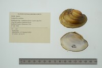 Lampsilis cardium image