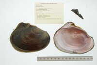 Potamilus alatus image