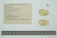 Potamilus ohiensis image