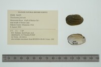 Toxolasma parvum image