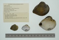 Truncilla truncata image