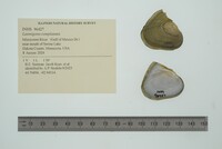 Lasmigona complanata image