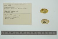 Lampsilis siliquoidea image