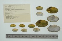 Venustaconcha ellipsiformis image