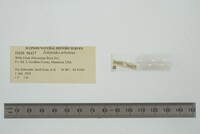 Media resource of Zonitoides arboreus