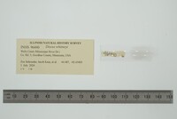 Discus whitneyi image