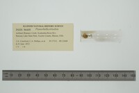 Planorbella trivolvis image