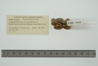 Planorbella trivolvis image