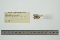 Planorbula armigera image