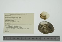 Epioblasma rangiana image