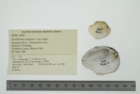 Epioblasma rangiana image