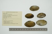 Venustaconcha ellipsiformis image