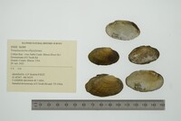 Venustaconcha ellipsiformis image