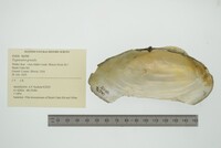 Pyganodon grandis image