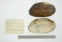 Lasmigona costata image