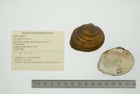 Pleurobema sintoxia image