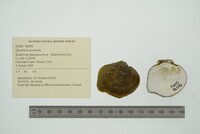 Quadrula quadrula image