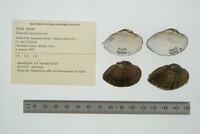 Truncilla donaciformis image