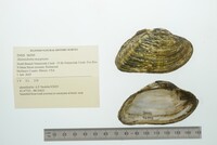 Alasmidonta marginata image