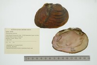 Pleurobema sintoxia image