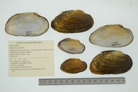 Strophitus undulatus image