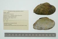 Alasmidonta marginata image