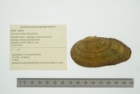 Venustaconcha ellipsiformis image