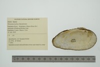 Venustaconcha ellipsiformis image