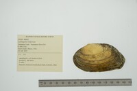 Lasmigona compressa image