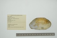 Lasmigona compressa image