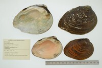 Pleurobema sintoxia image