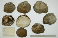 Cyclonaias pustulosa image