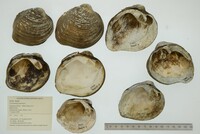 Cyclonaias pustulosa image