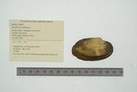 Strophitus undulatus image