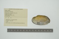 Strophitus undulatus image