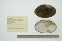 Ortmanniana ligamentina image