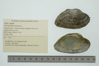 Alasmidonta marginata image