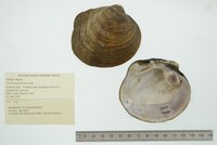 Cyclonaias tuberculata image