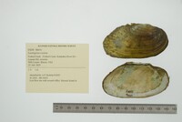 Lasmigona costata image