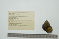 Cipangopaludina chinensis image