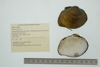 Fusconaia flava image