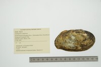 Lasmigona compressa image