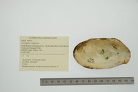 Lasmigona compressa image