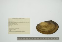 Leptodea fragilis image