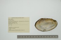 Leptodea fragilis image