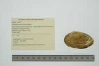 Venustaconcha ellipsiformis image