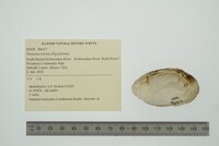 Venustaconcha ellipsiformis image